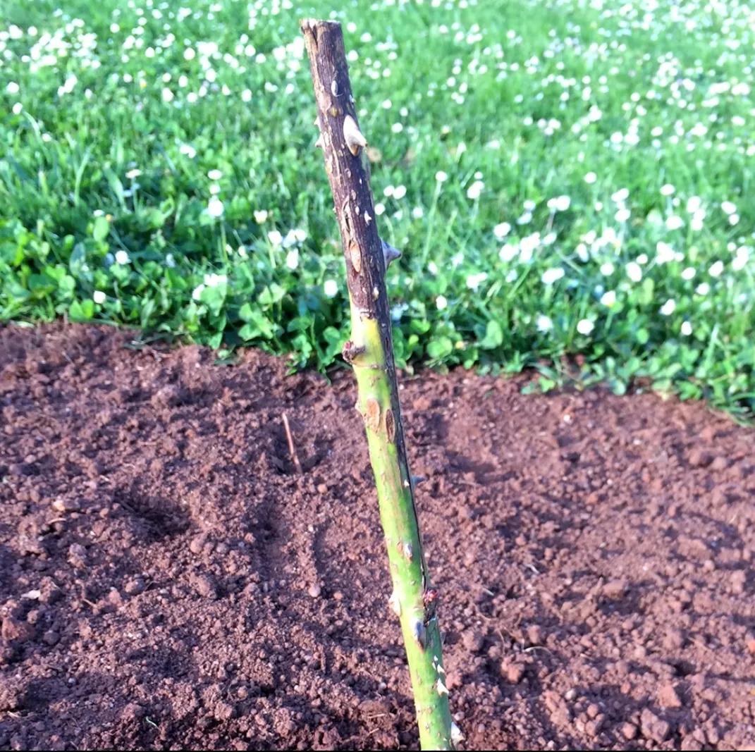 Causes and treatment of rose dead disease (black stem disease) iMedia