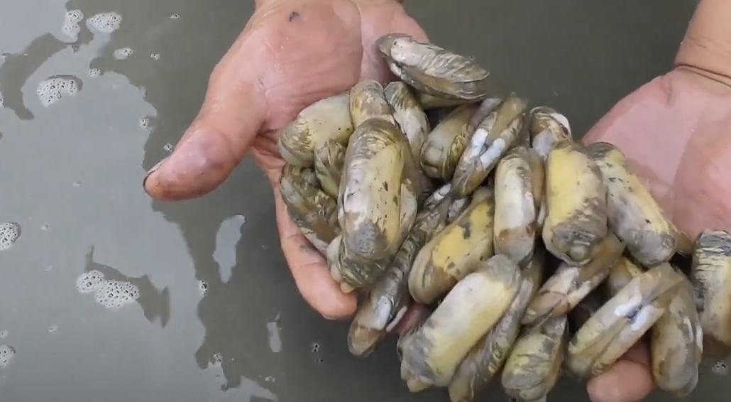 470 to buy 30 catties of old razor clams, wrapped in bread crumbs and ...