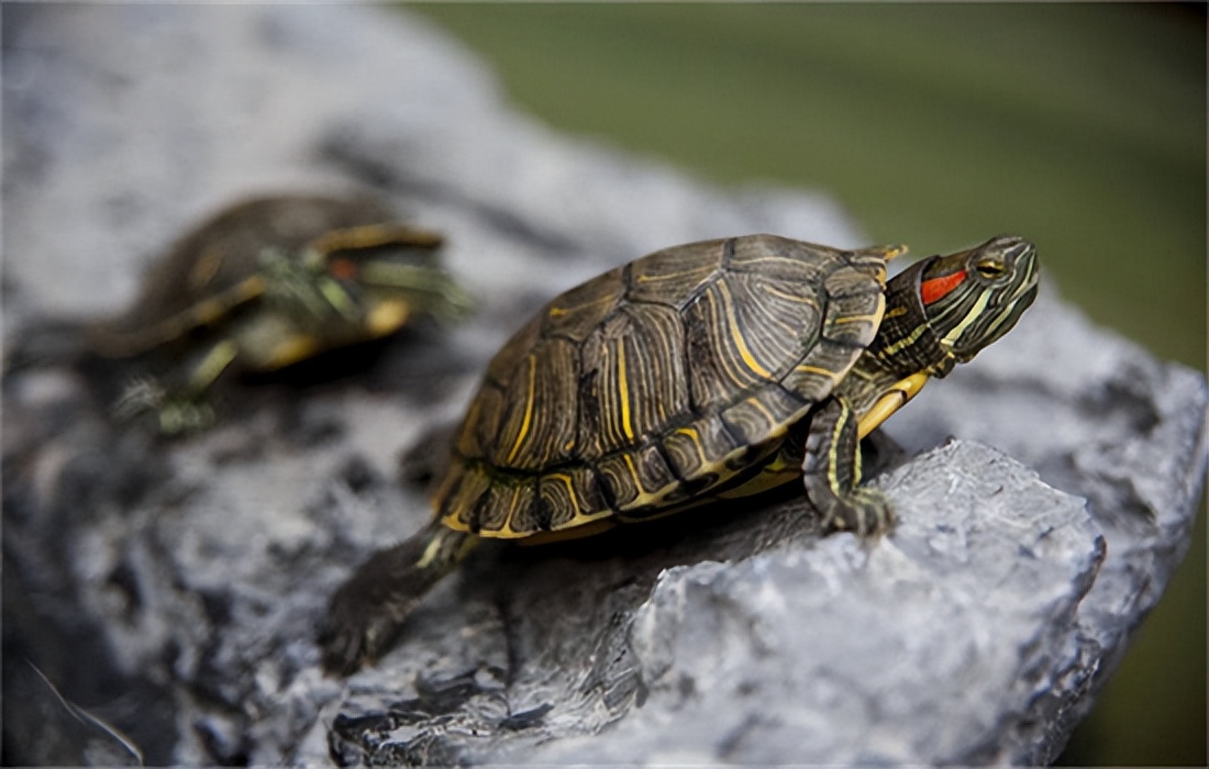 Can turtles eat bread? iNEWS
