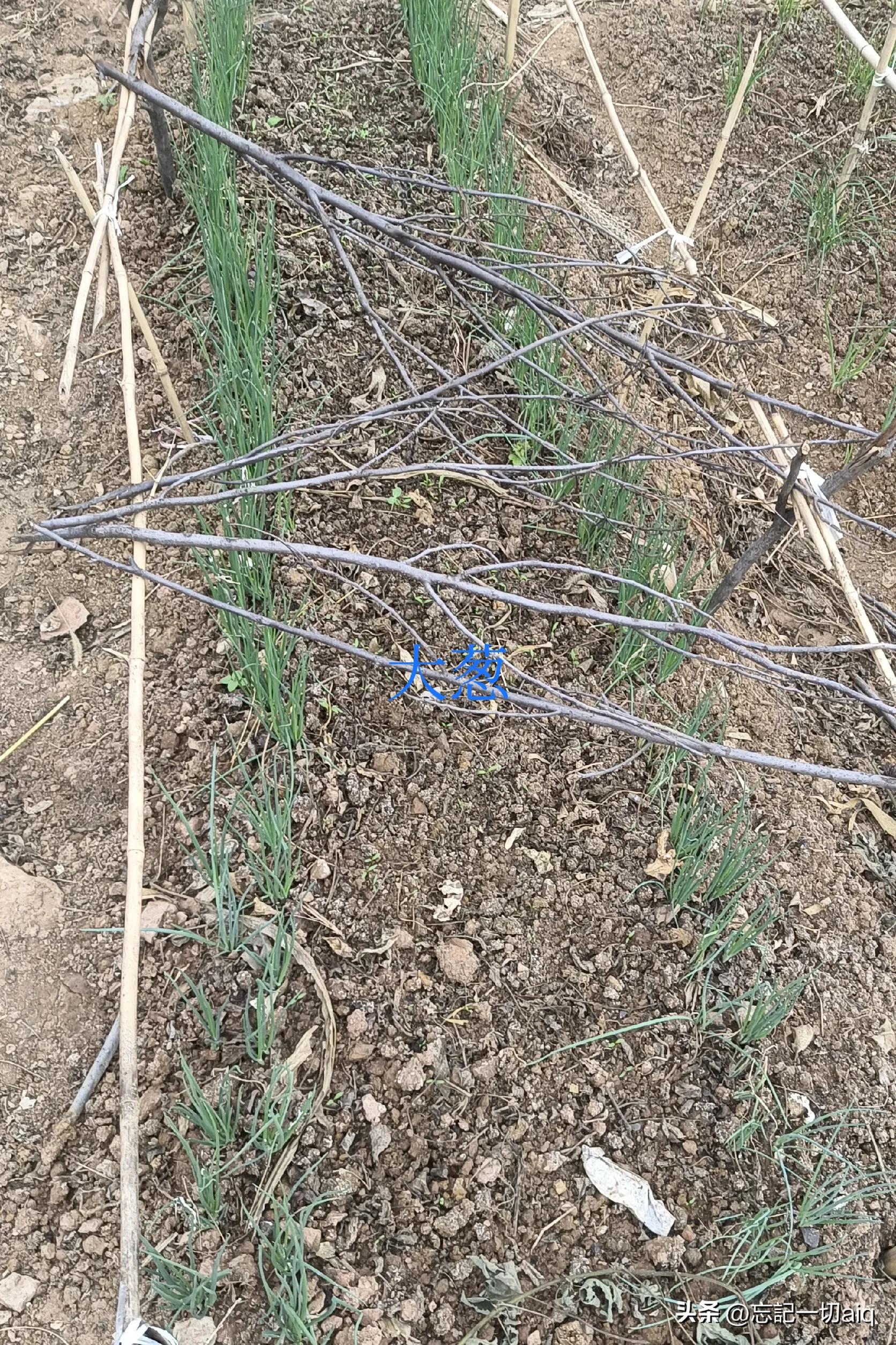 What is the difference between onion and garlic? iNEWS