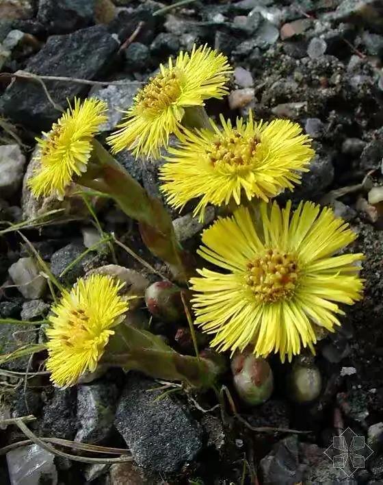 Butterbur Butterbur iNEWS