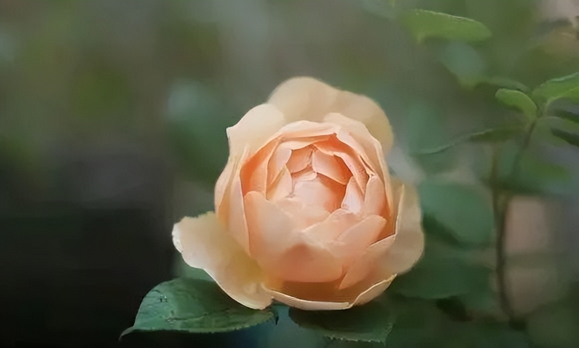 100 popular rose varieties, do you know them all? - iNEWS