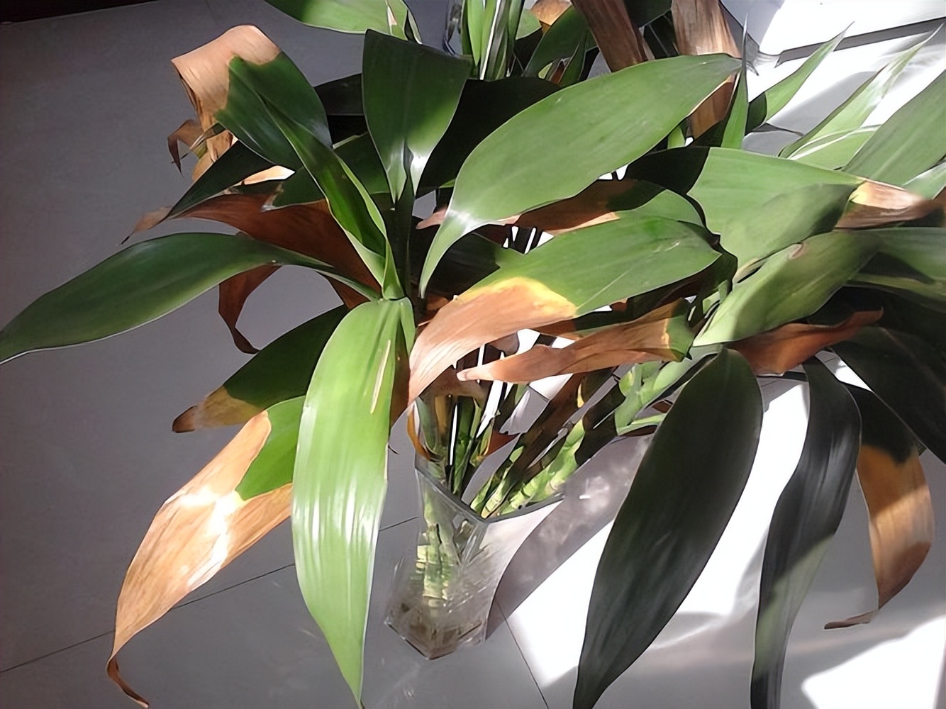 Causes and Solutions of Yellowing Bamboo Leaves Explore the Top 5