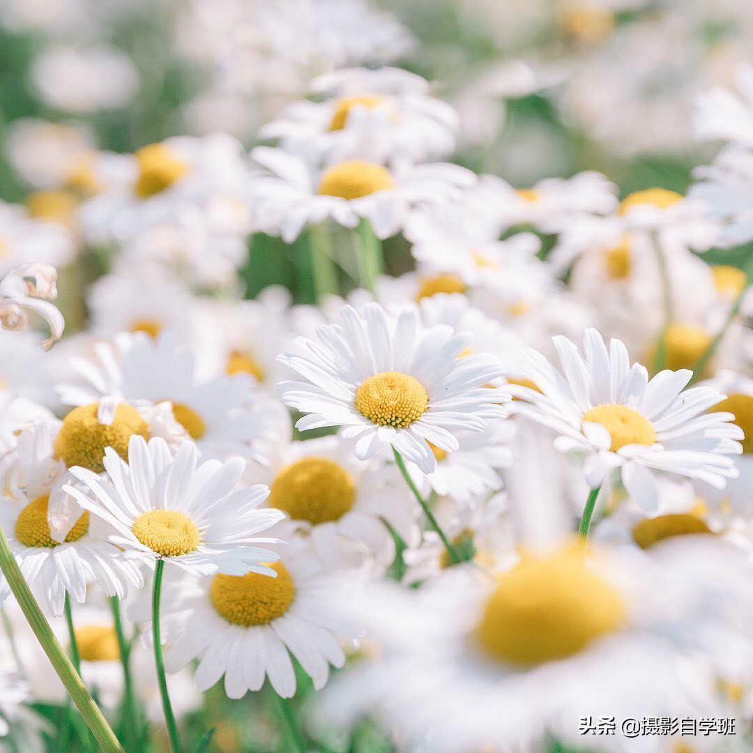 Choosing the right angle, taking flower photos is half the battle. Do ...