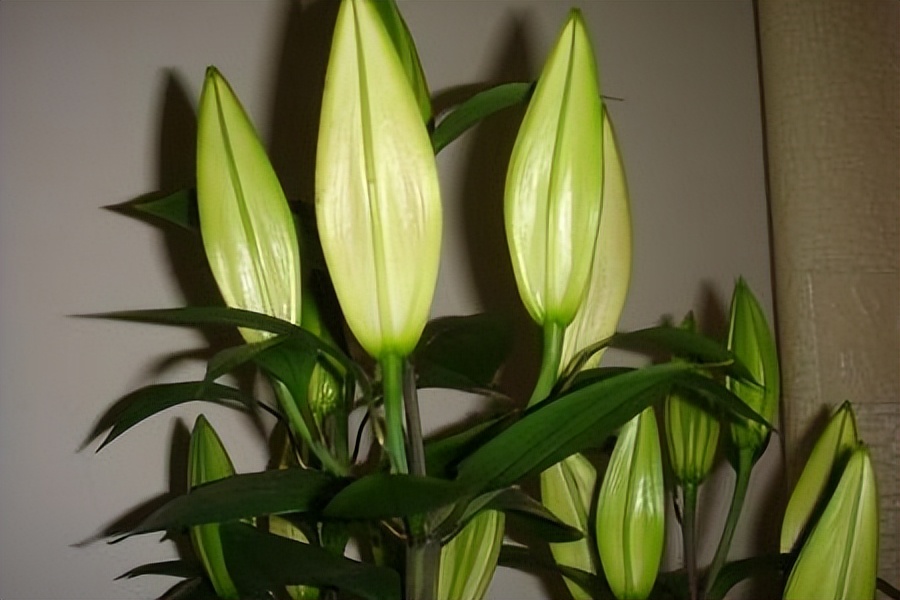 Sources of lily seeds, what seeds you need to grow lilies and how to