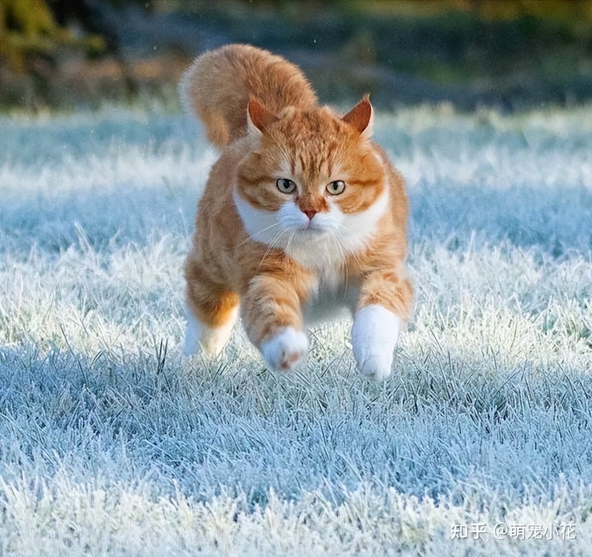 Just after mating, the male cat turns his head and runs away. Why? iMedia