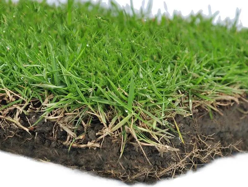 Zoysia grass grows fast, has strong coverage, and is resistant to