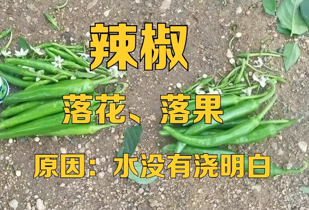 The phenomenon of "dropping flowers and fruits" occurs in peppers, the