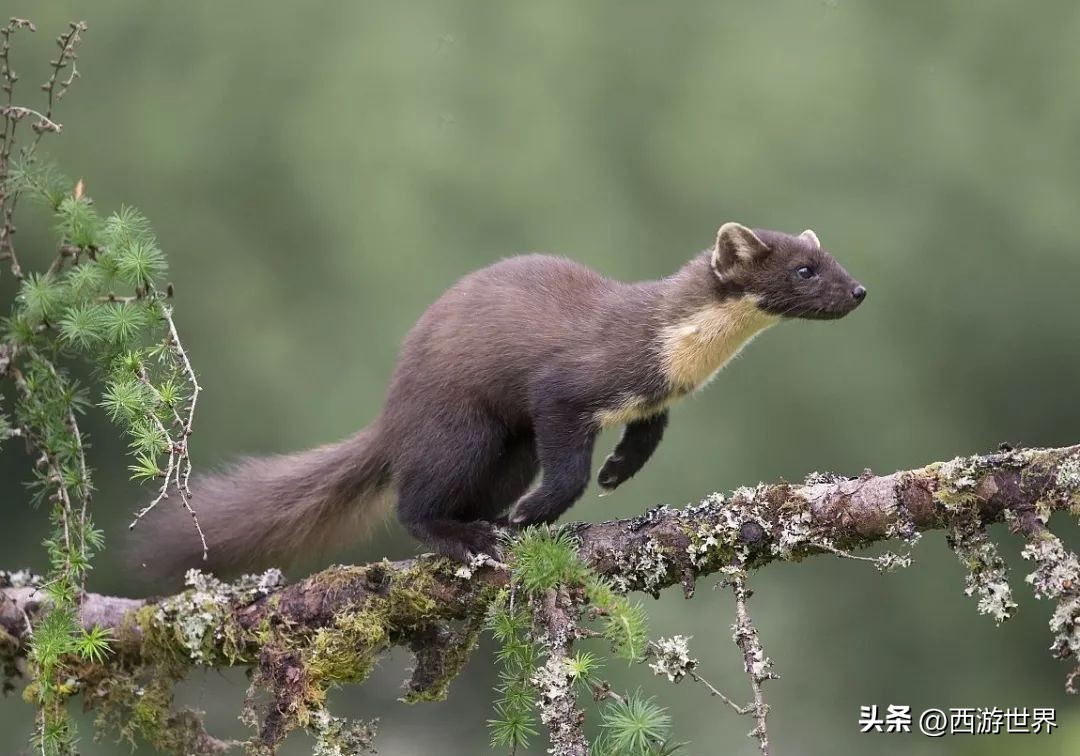 鼬科動物能夠以小博大，除了身手敏捷耐力持久，更有三項特殊優勢 - 資訊咖