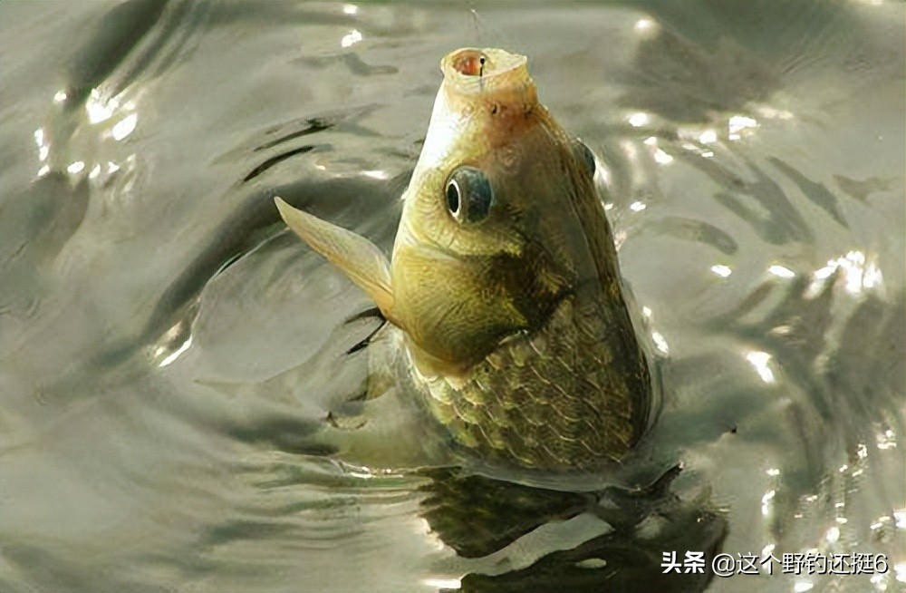 There are three reasons why you can't catch fish in summer!Finding the