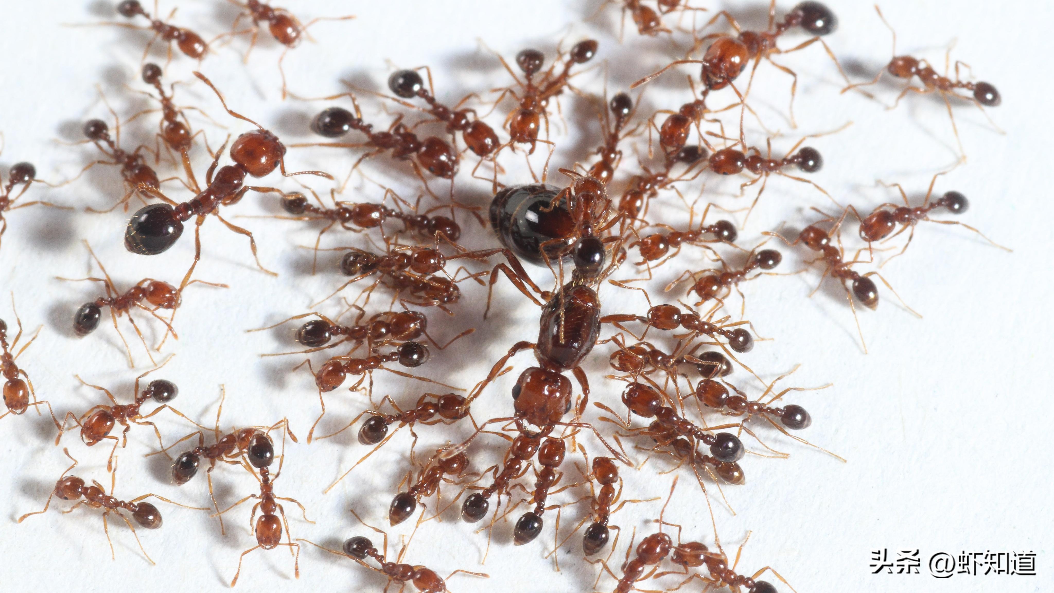 Do ants die when they get lost? Is there still a glimmer of hope? - iNEWS