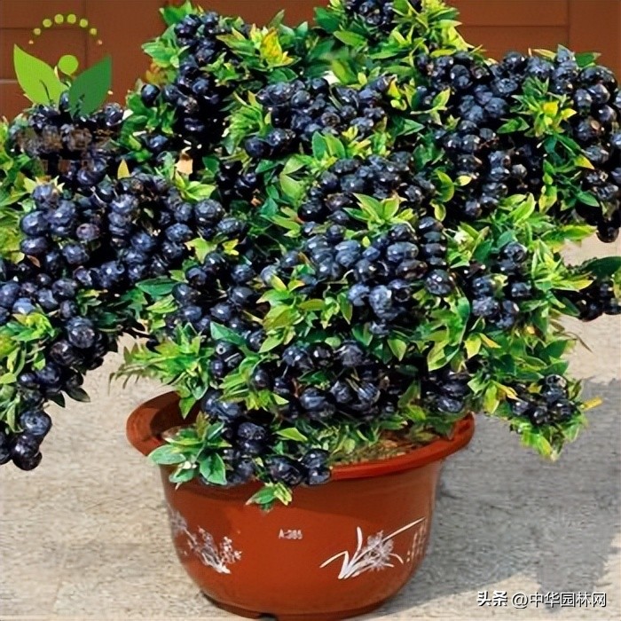 Blueberries can also be grown in patios and balconies iNEWS