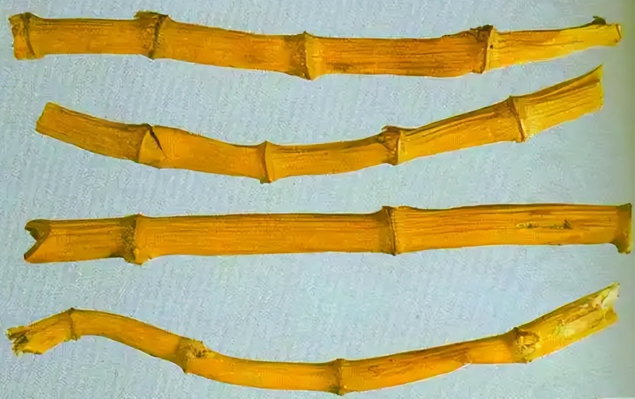 Common Reed Rhizomes Take you to identify reed root - iNEWS