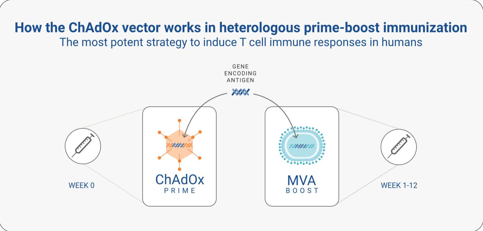 Hepatitis B Vaccitech pharmaceutical update, new T cell immune VTP-300 ...