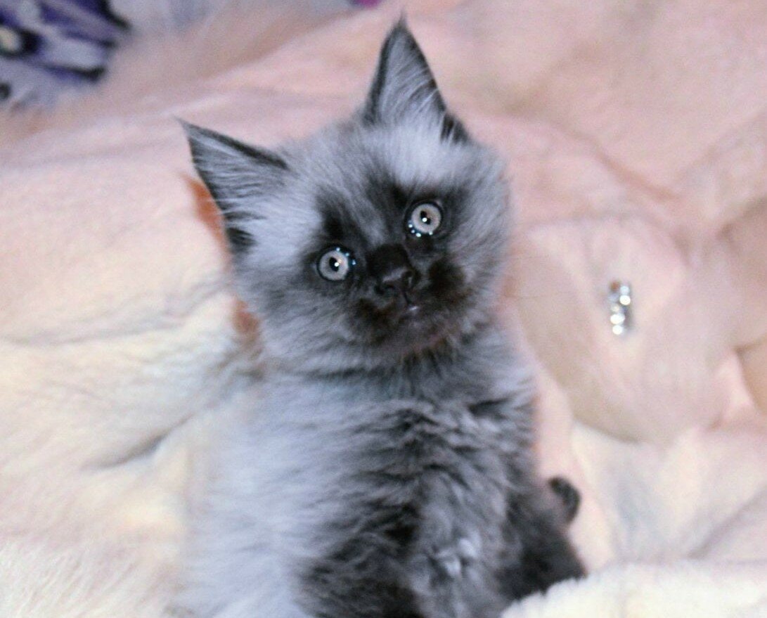 Why do kittens and puppies change coat color as they age? iNEWS