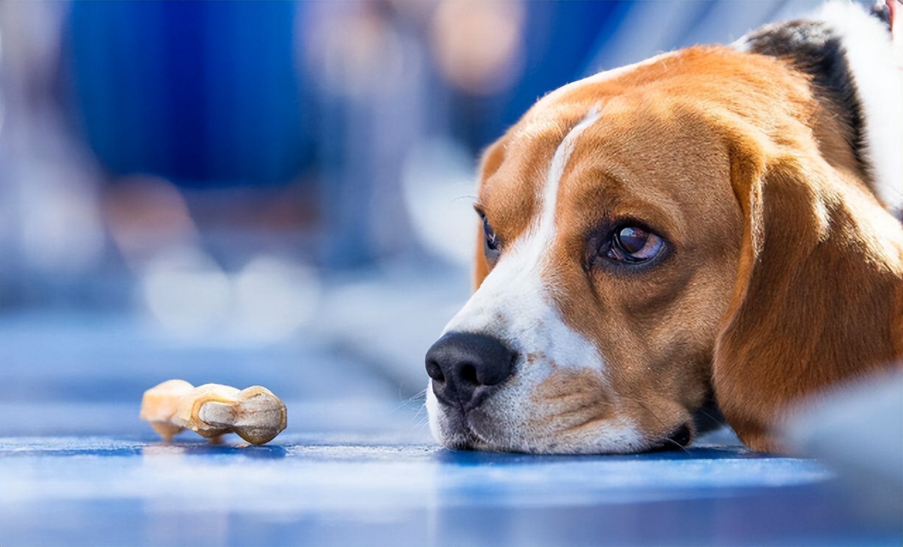 Dog suddenly loses appetite, causes and solutions get iNEWS