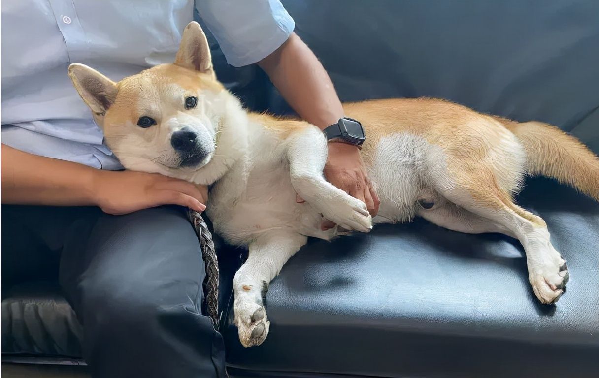 Why do dogs like to sleep next to you? Not only love you, but also