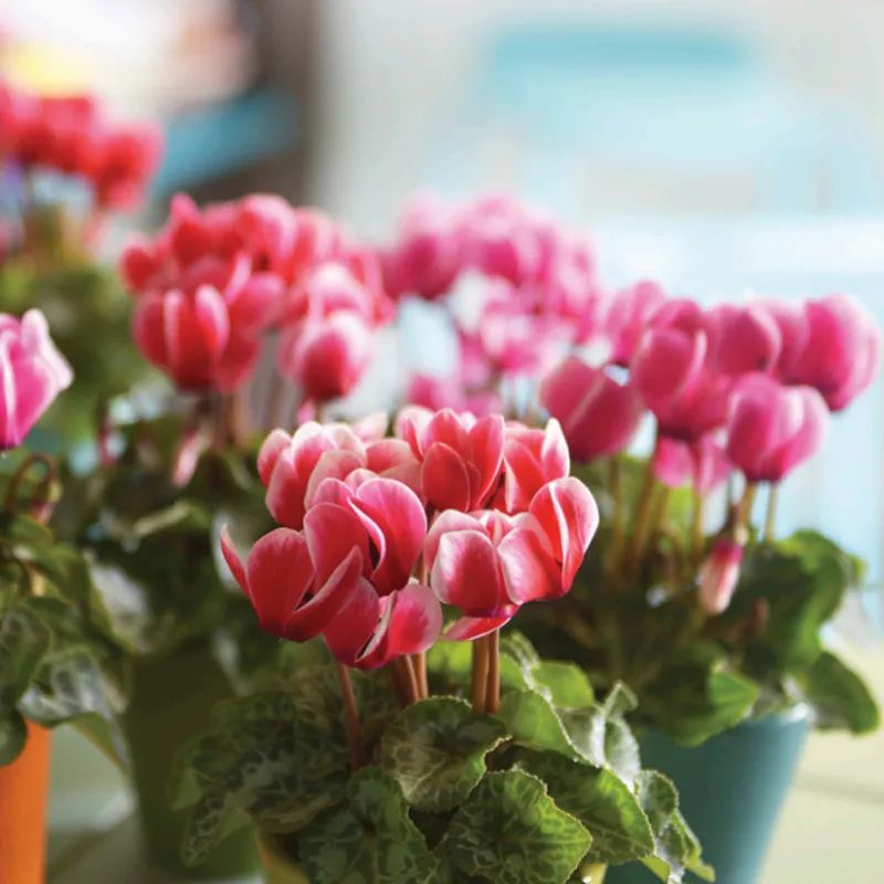 The cyclamen that blooms in winter, do a few things right, and it will