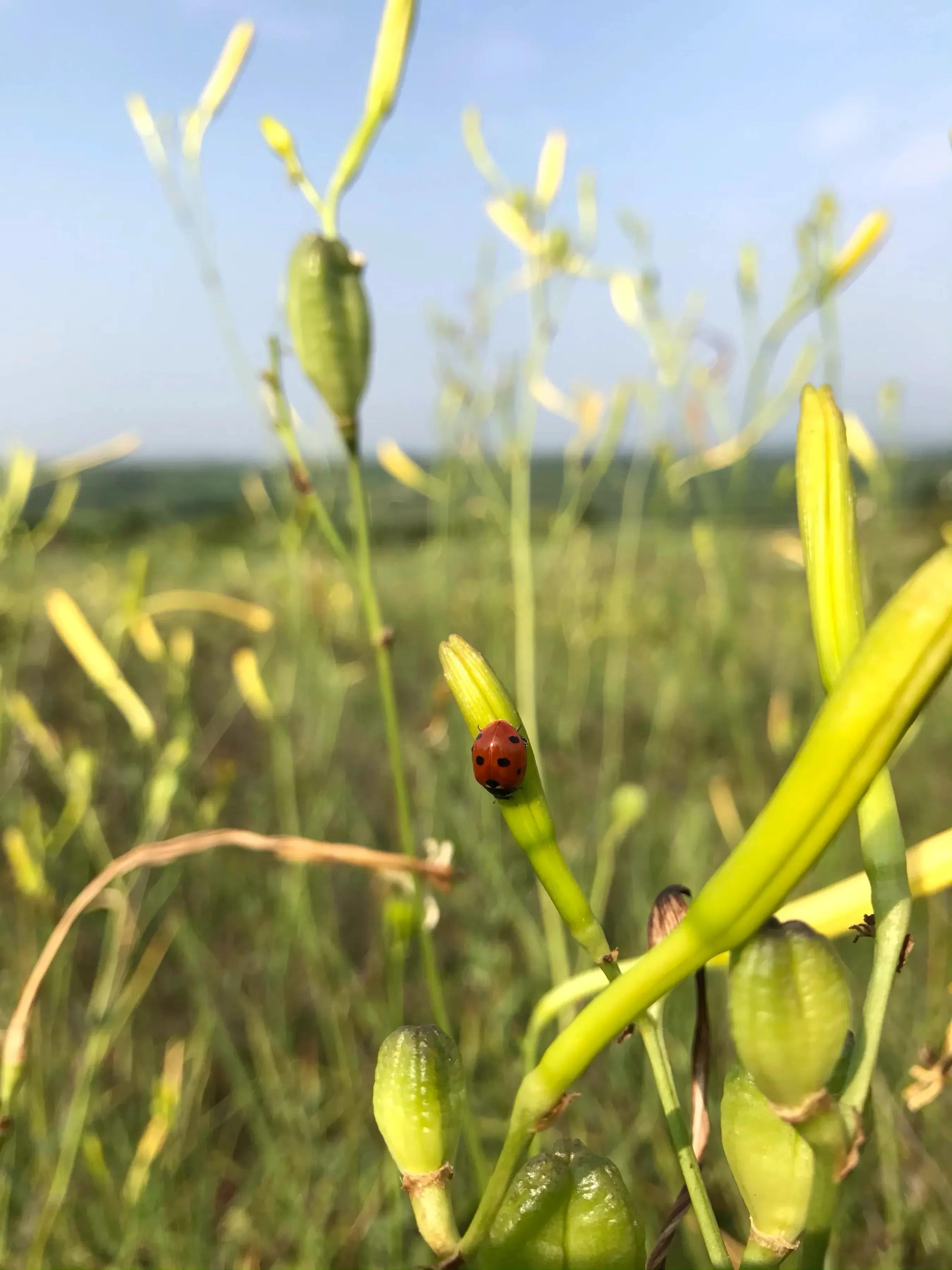 The difference between day lily and day lily iMedia