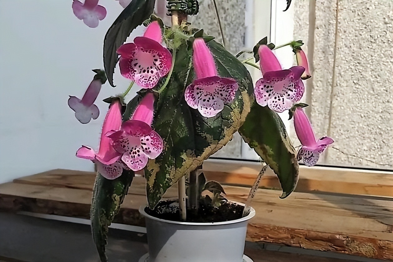 9 Indoor Flowers That Bloom YearRound iNEWS