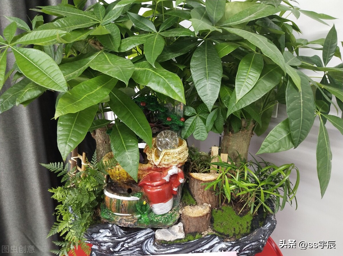 The most lucky tree is the tree how to maintain the fortune tree iNEWS