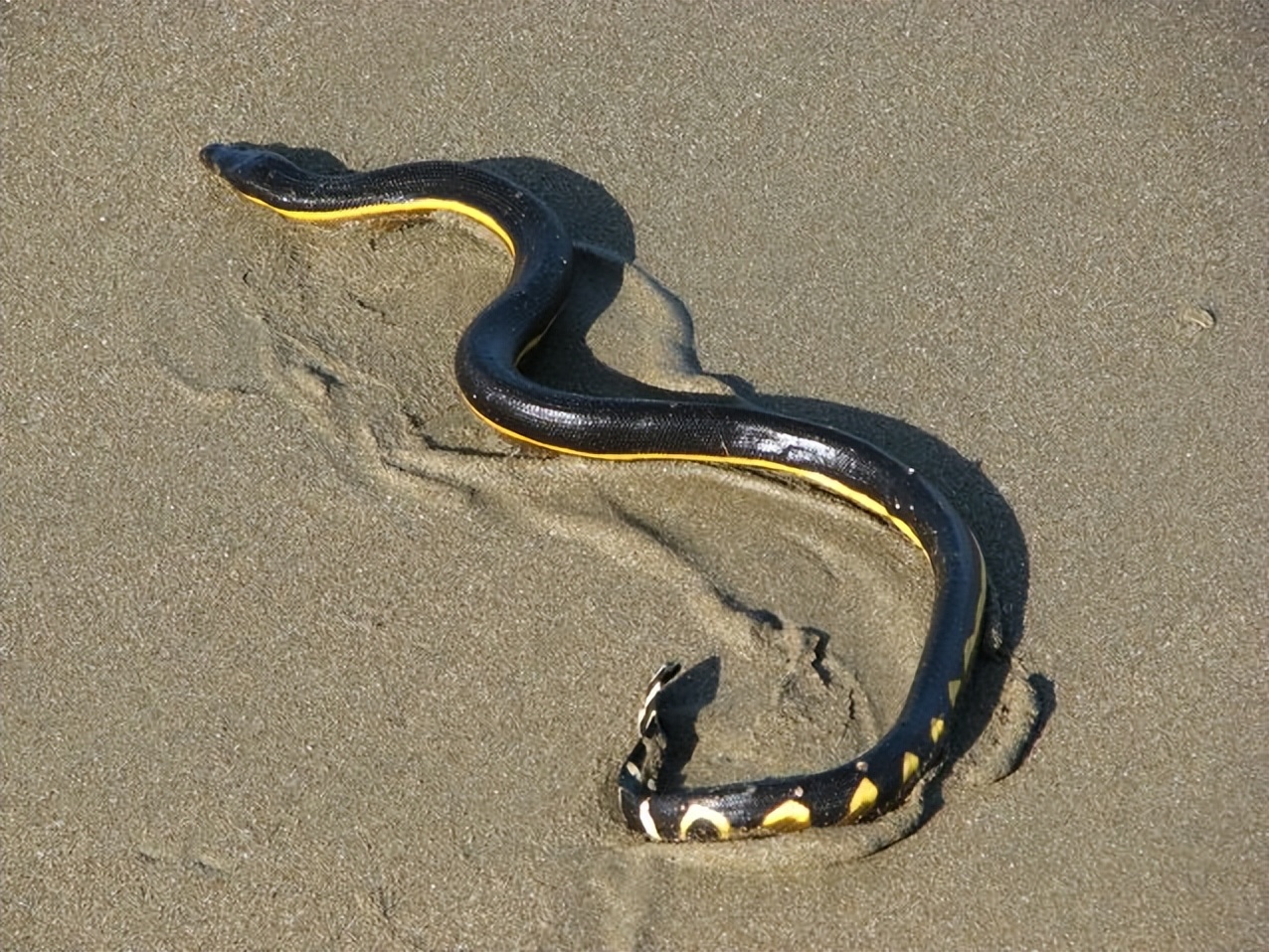 Why do bottlenose dolphins eat yellowbellied sea snakes? It can be