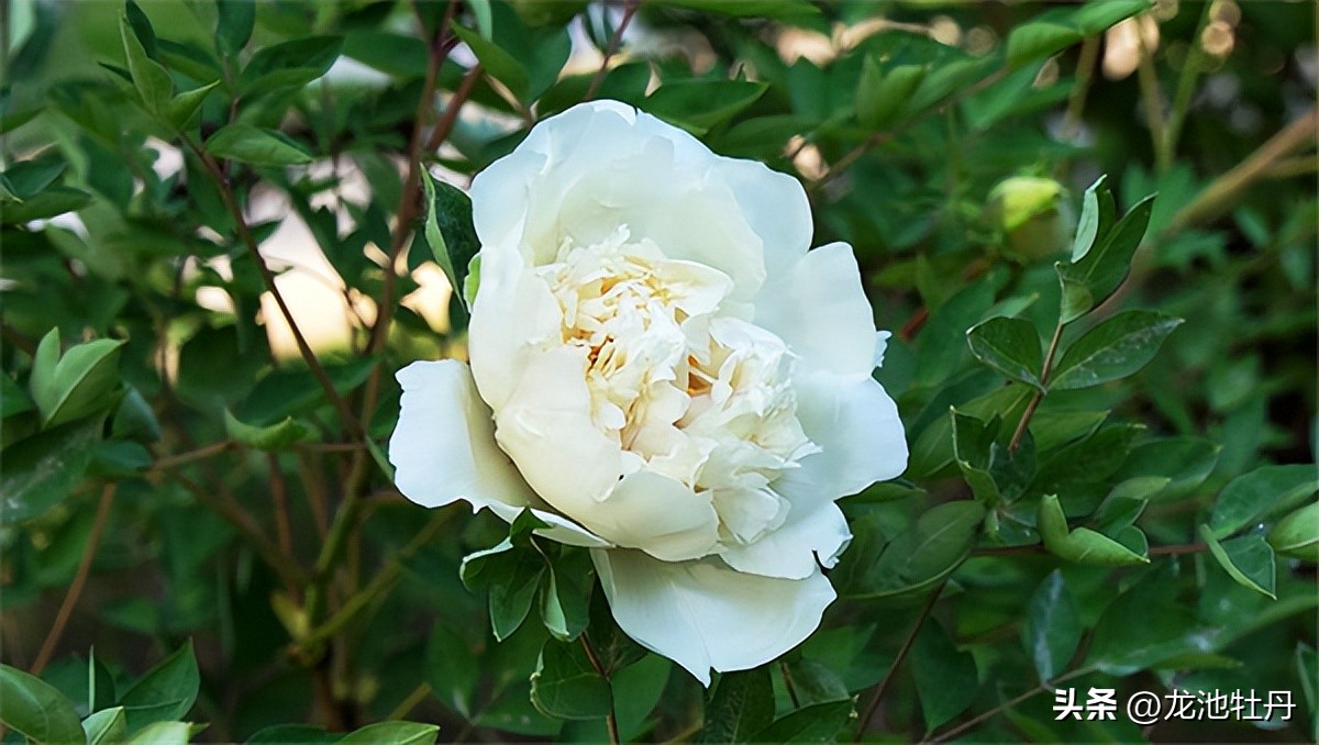 Why Tang Dynasty Loved Peony So Much (1) - iNEWS