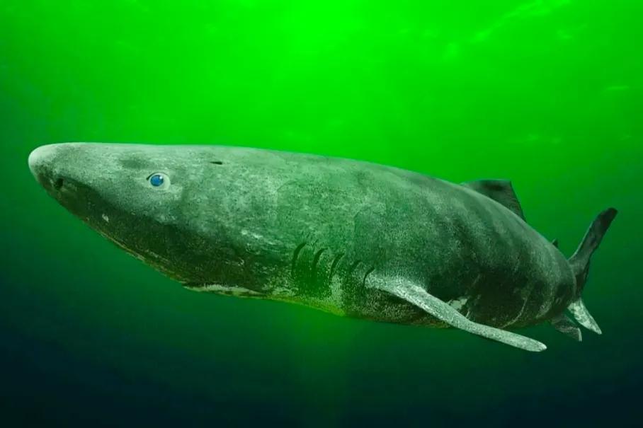 The "sleeping shark" that can live for 500 years! The body length is