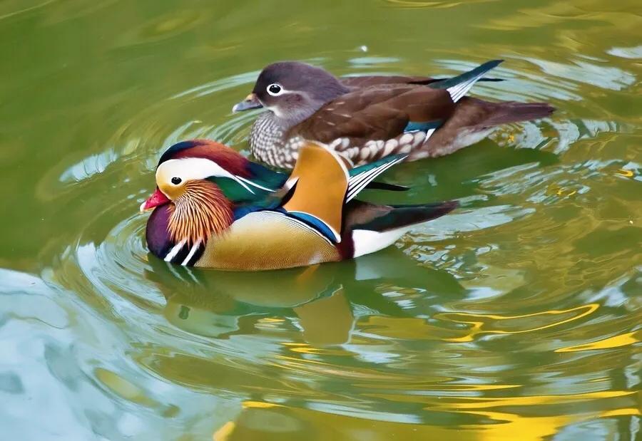are-mandarin-ducks-really-a-symbol-of-love-and-loyalty-inews