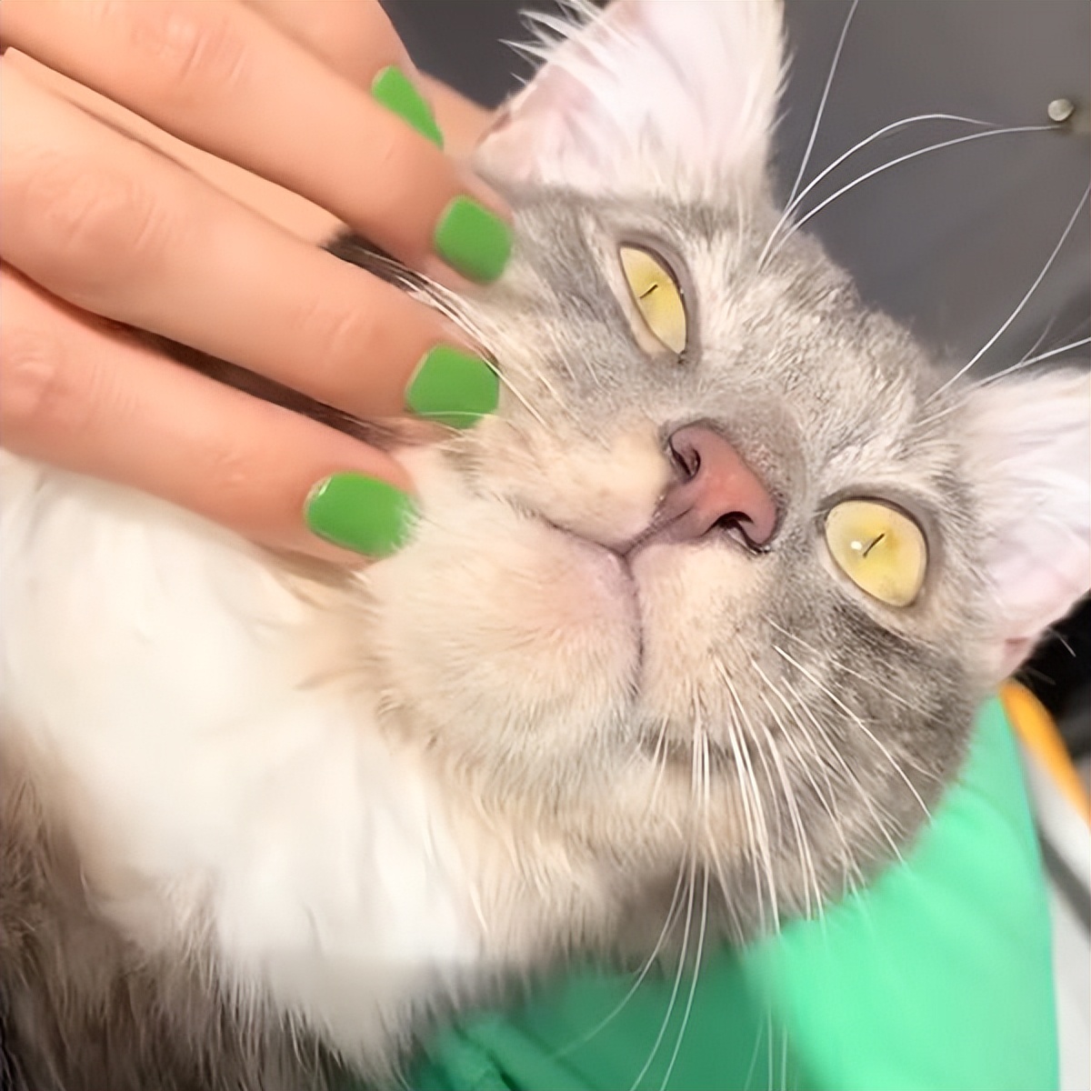 Dog lovers participate in adoption activities, but bring a cat home