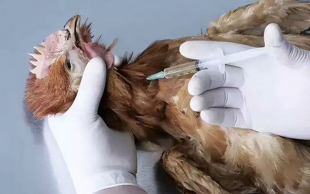 Can breast nodules eat chicken?The doctor these 3 kinds of