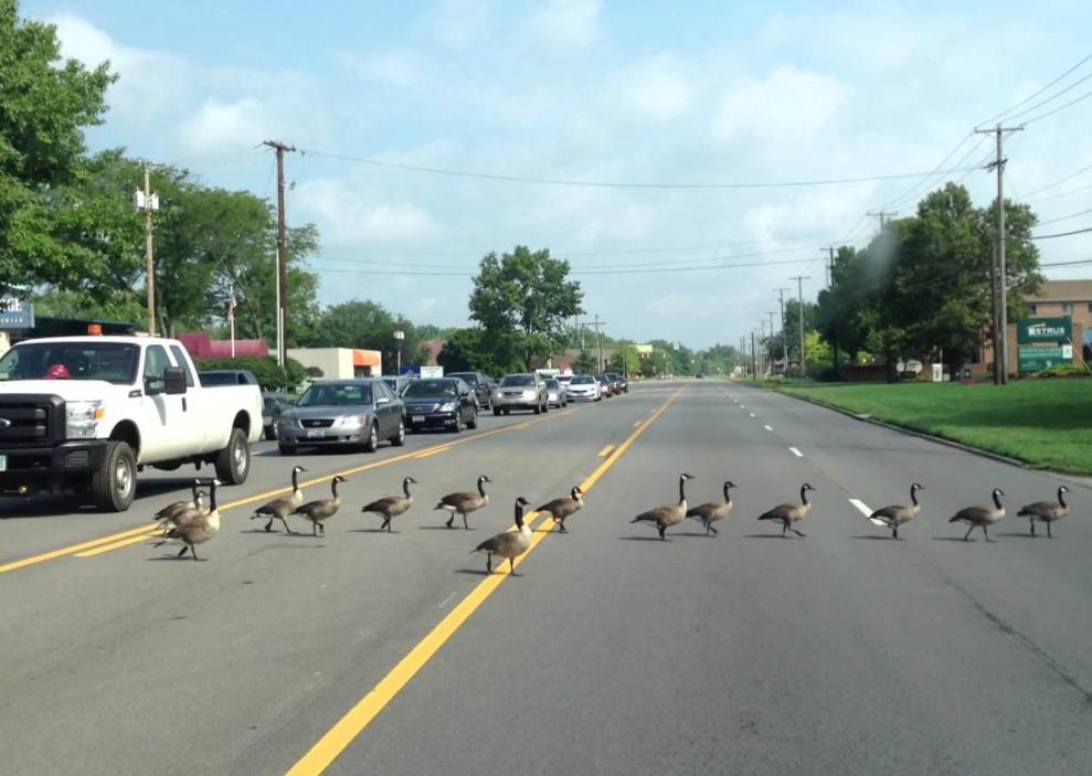 5.69 million Canadian geese are flooding, and locals call for culling