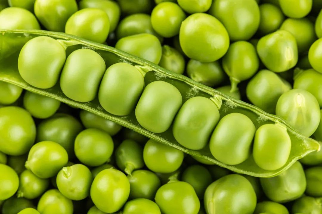 "Eating beans in spring is better than meat", they are the "king of