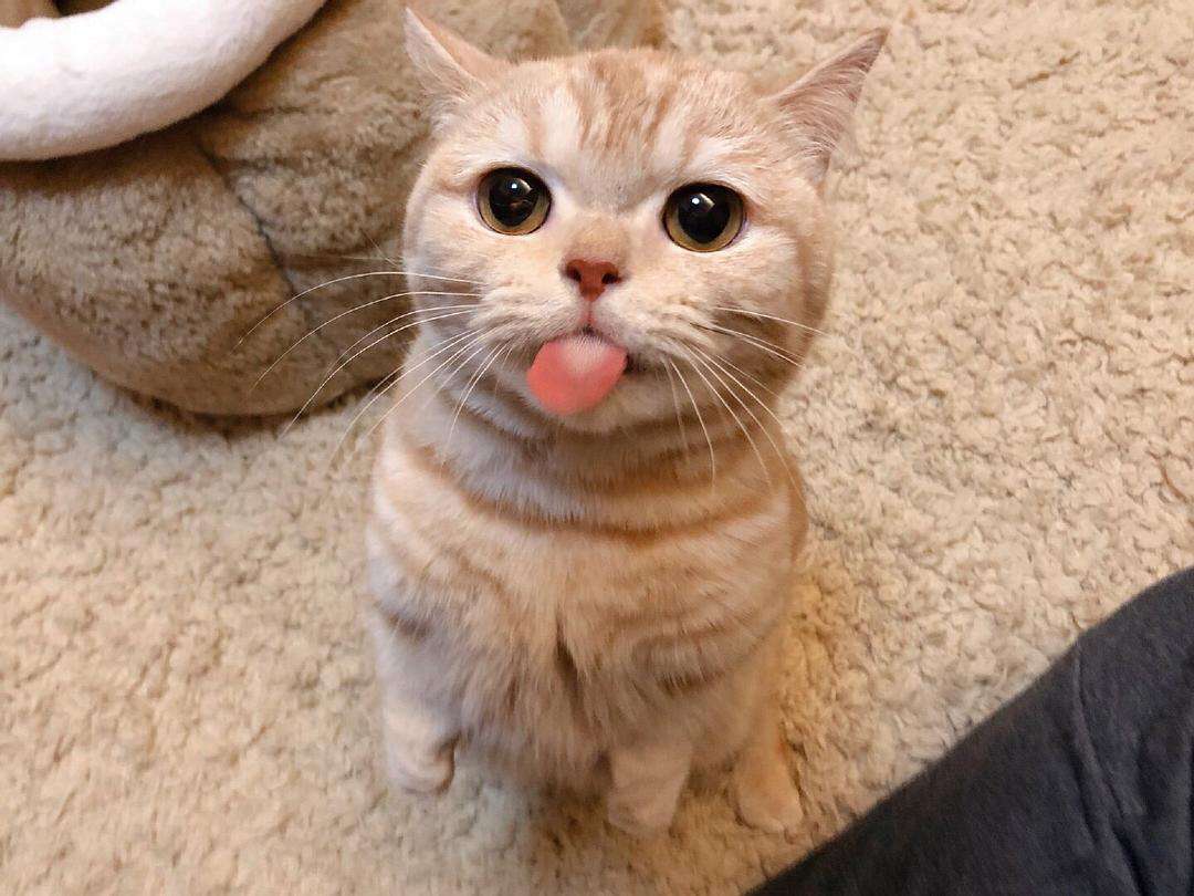 Is it normal for cats to pant like dogs?It means that there is a health