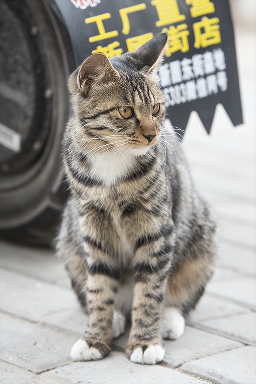 The comparison of cats before and after "neutering", netizen too real