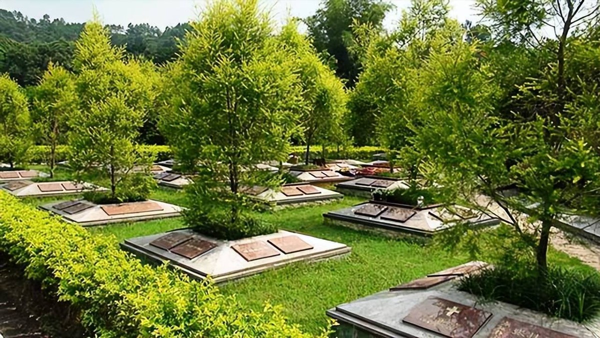 Tree burials are on the rise, is it just a matter of time before they ...