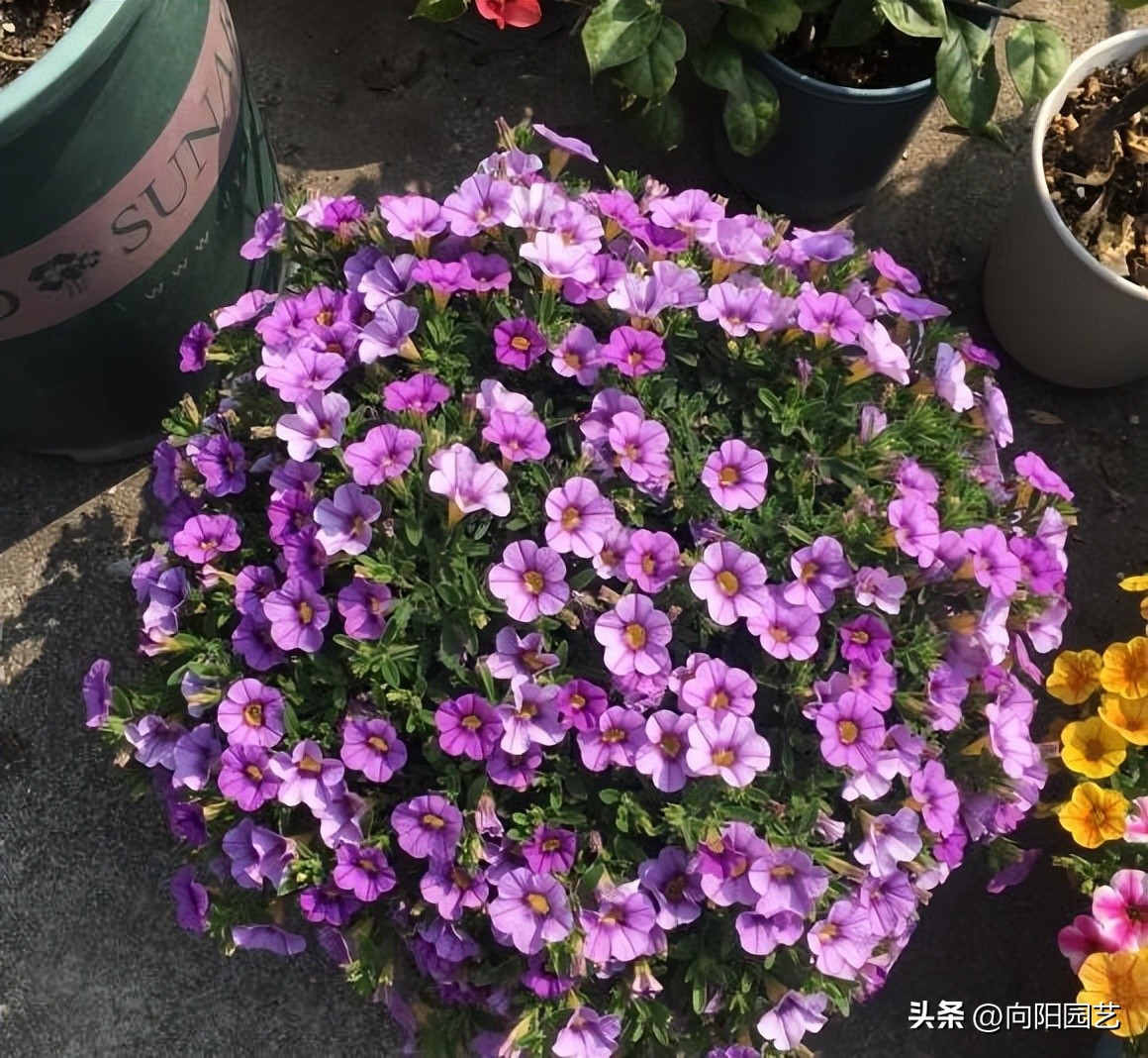 If you grow flowers in summer, if you water them too much, they will