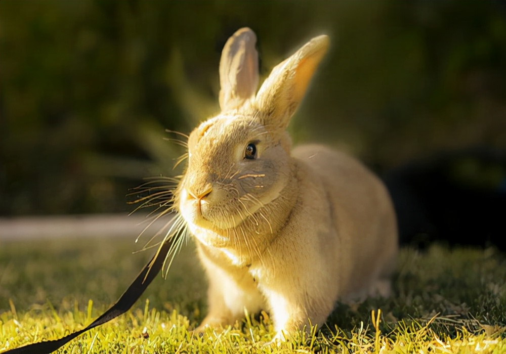 Rabbit fed probiotic diarrhea iNEWS