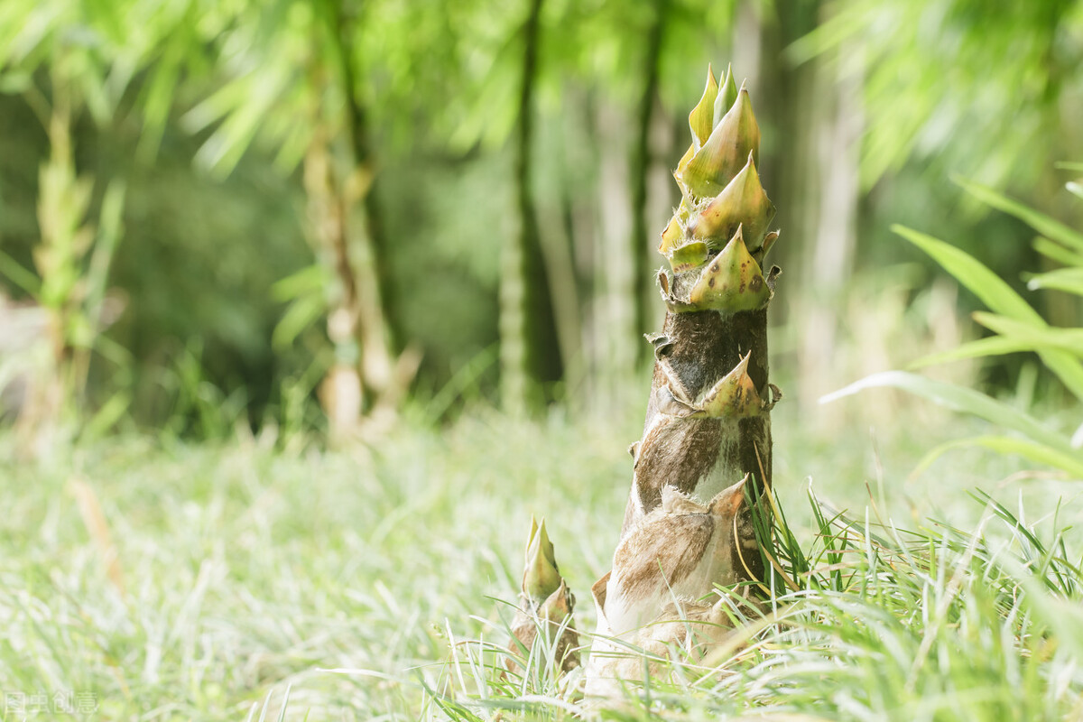 Bamboo shoots in the eight poems are the food with the most literati