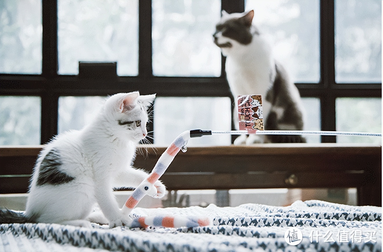 How much does it cost to keep a cat?Keep this Raiders of Meow