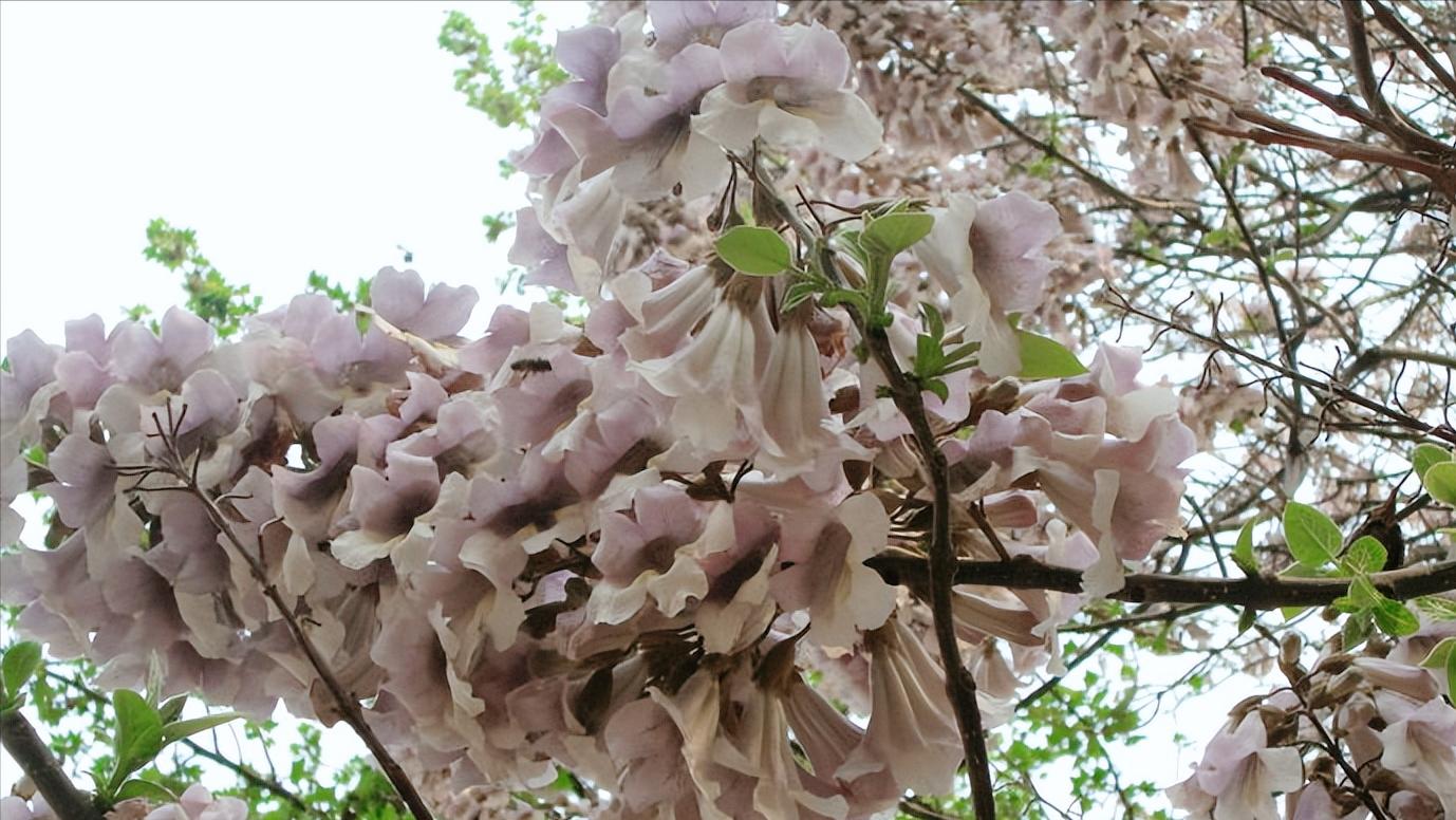 24番花信风清明一候桐花的花信风 资讯咖