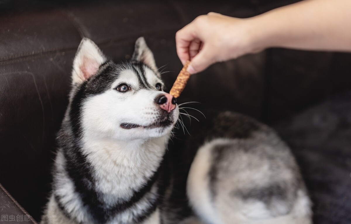 狗狗的挑食是铲屎官的溺爱 狠下心的教育狗狗才能健康成长 资讯咖