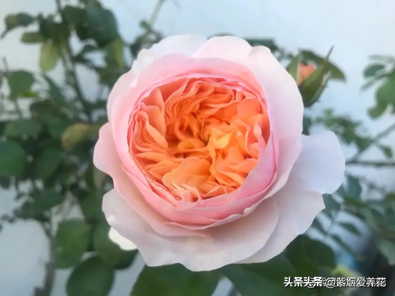 A classic rose for cut flowers, repeated flowering in multiple seasons ...