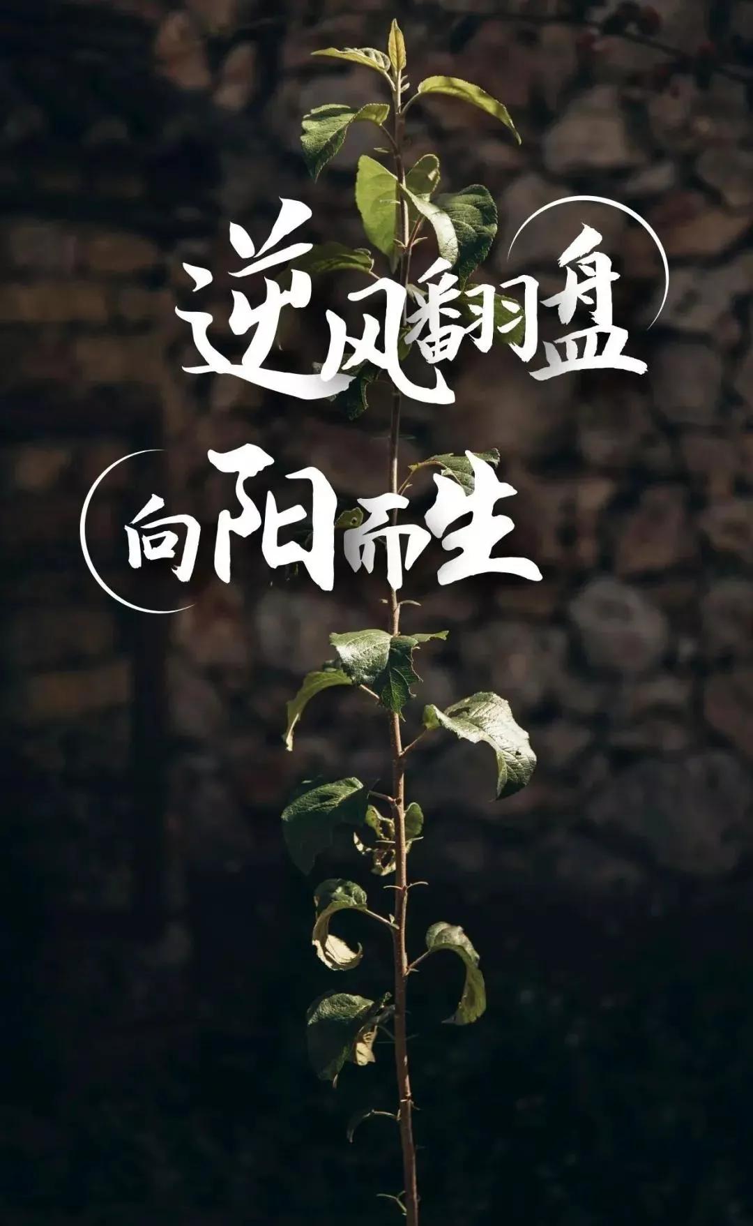 励志的句子经典语句长篇