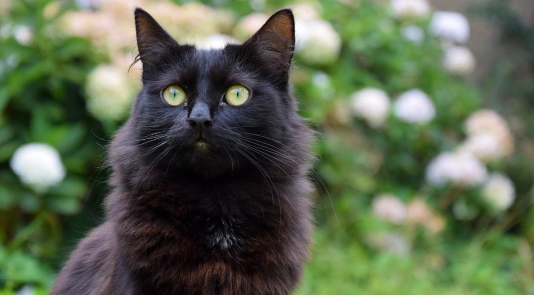 10 Fascinating Facts About Black Cats Inews