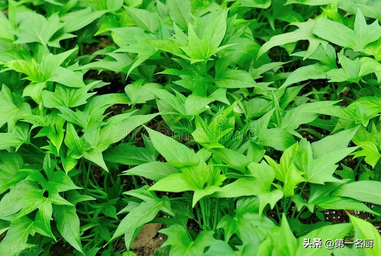 It is a "longevity dish", one for laxative, two for eye protection, and