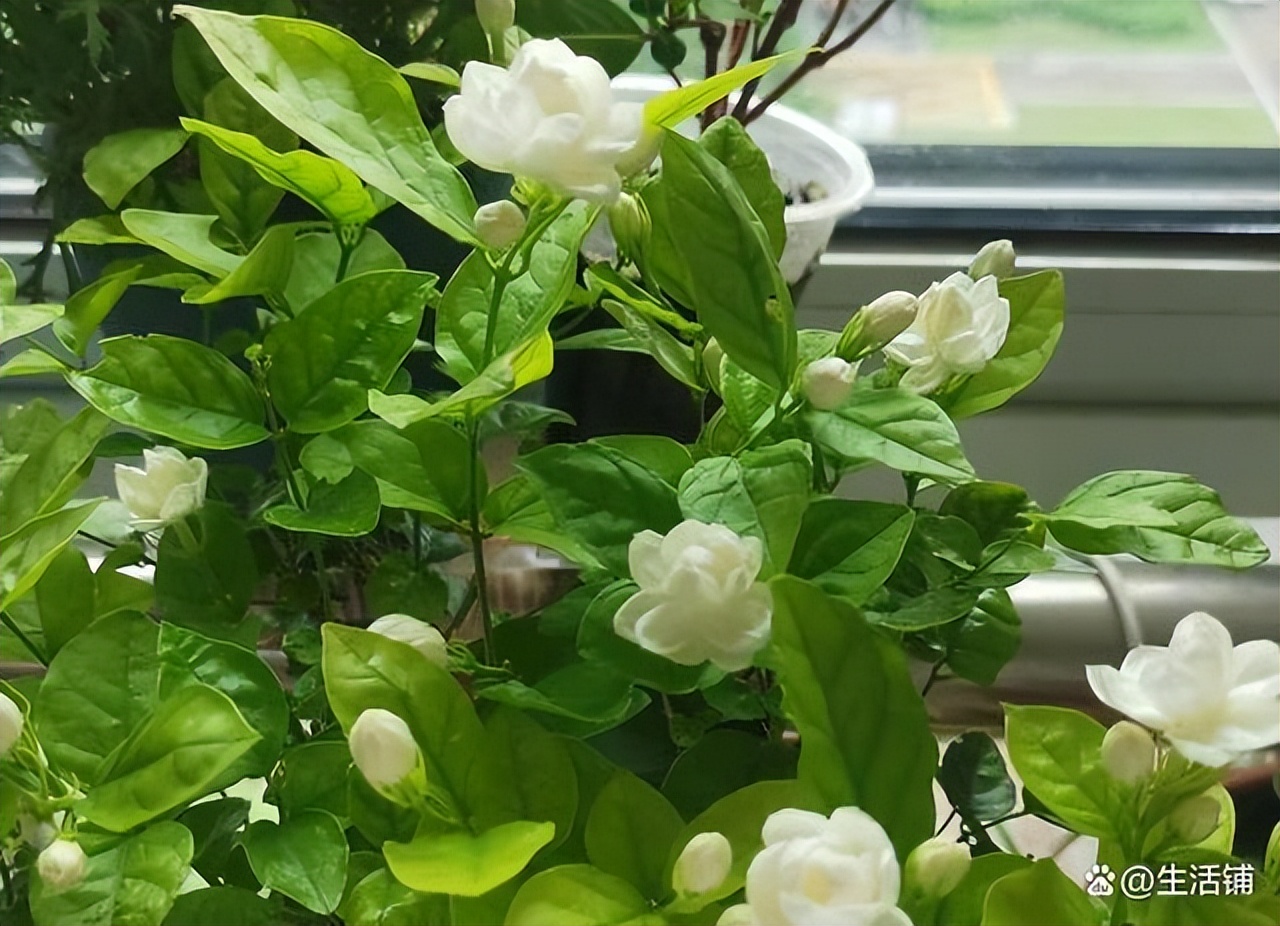 How to raise jasmine to grow well?Do the pruning properly and wait for the flowers to bloom iNEWS