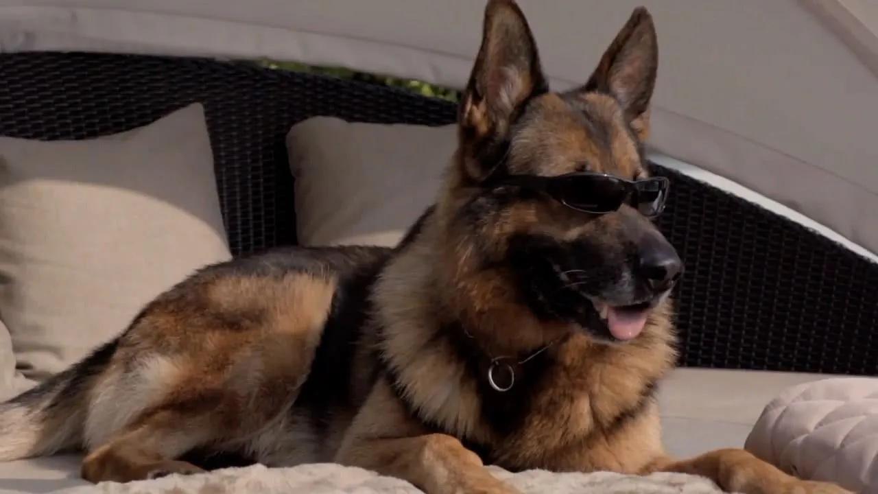 Meet the richest dog in the world iNEWS