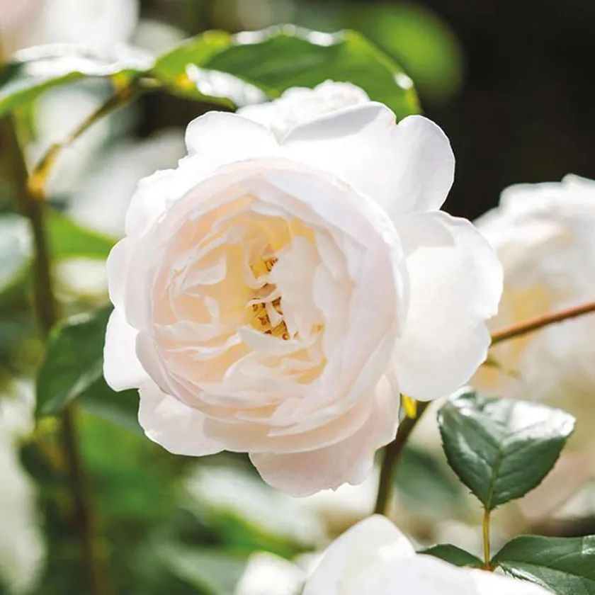 11 Descriptions of Rose Flower Types iNEWS