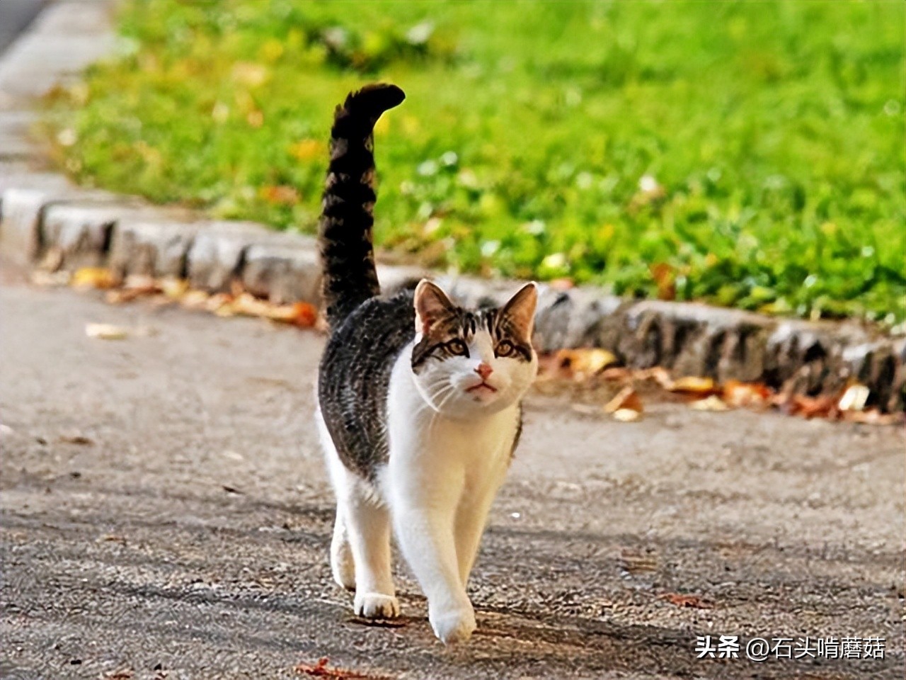 The different postures of the cat's tail represent different moods, do